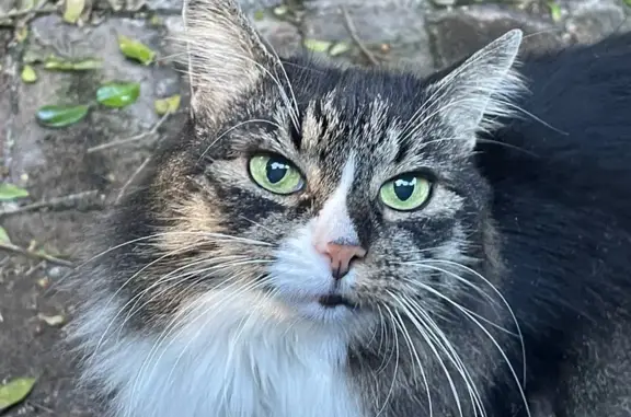 Lost Tabby Cat: Fotheringham St, Inner West