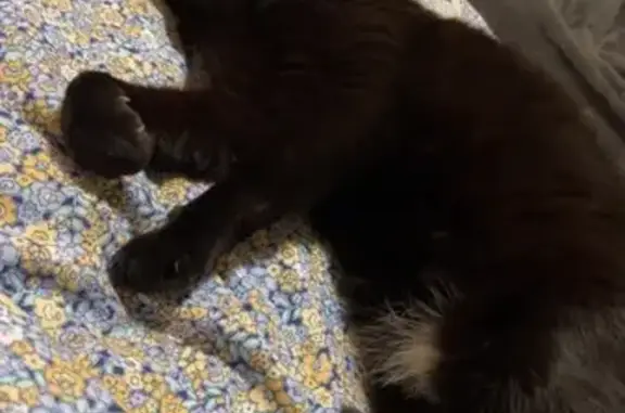 Missing cat Sydney, photo: Missing Black Cat with Unique Markings