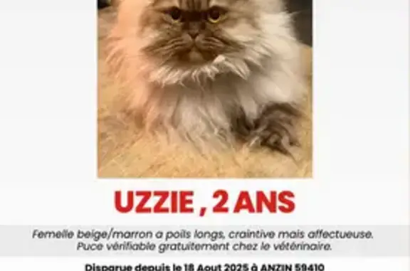 Chat perdu, Anzin, photo: Chat marron clair perdu Rue Kléber, Anzin