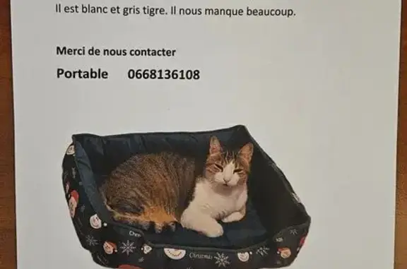 Chat perdu à Fréjus, blanc et gris tigre - photo