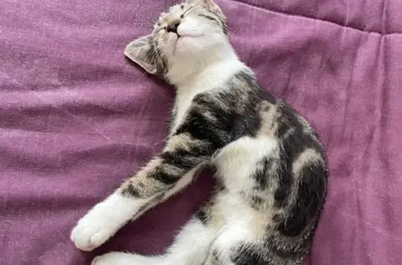 Chaton câlin trouvé Rue du Brandon - photo