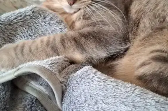 Chat perdu, Cerizay, photo: Chatte perdue à Cerizay : Zola stérilisée
