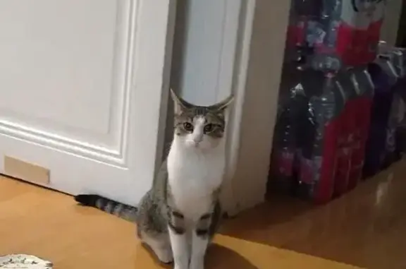 Animaux trouvés Bagnolet, photo: Chatte grise et blanche trouvée à Bagnolet
