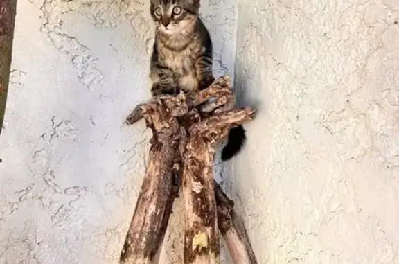 Chat perdu, Marignane, photo: Chaton tigré perdu, Rue des Anciens Vergers