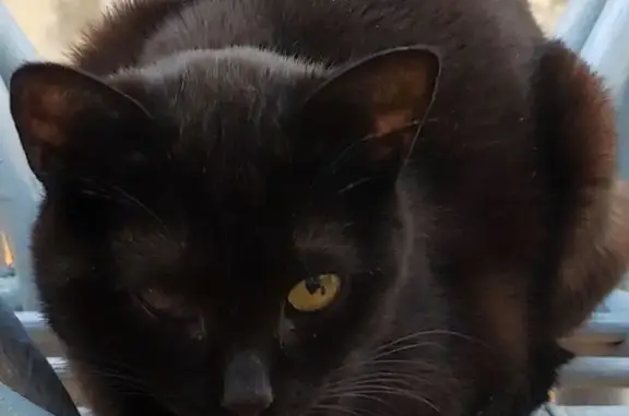 Gata Negra Perdida: Ciega de un Ojo, 1 Año