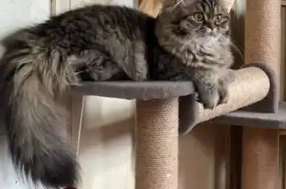 Chat perdu, , photo: Chatte perdue marron, Impasse Myrdhine