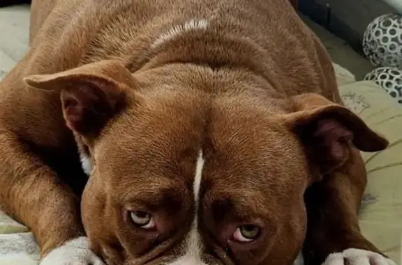 Chien perdu : Valka, American Bully, Dompierre - photo