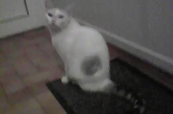 Chat trouvé , photo: Chatte blanche et grise trouvée à Pont-du-Casse