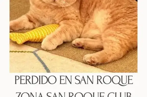 Gato Canela Perdido en San Roque: Responde a Su Nombre
