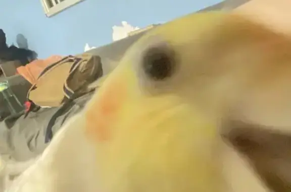 Lost Bird: Grey with Yellow Pearls Found