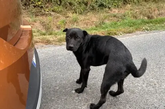 Chien trouvé , photo: Chien mâle noir trouvé blessé à Riaillé