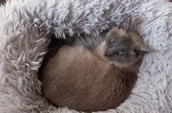Chat trouvé , photo: Siamoise castré trouvé, yeux bleus, Hesdin