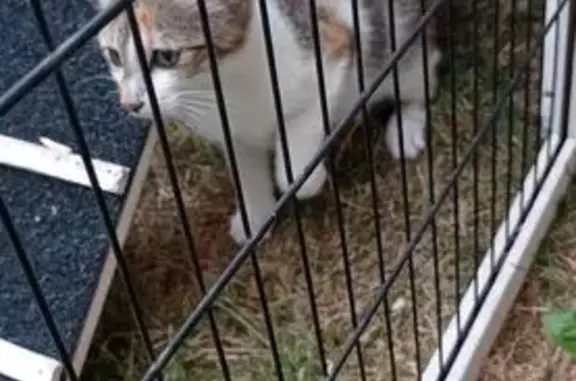 Chat trouvé Dunkerque, photo: Chatte sociable trouvée Rue du Banc Vert