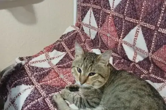 Знайдено кішку Бровари, фото: Знайдено сірого котика на Чорновола, Бровари