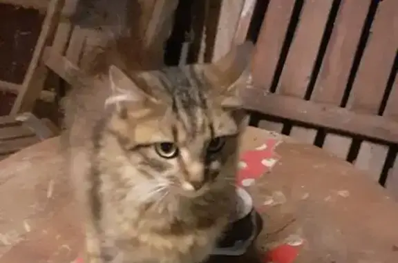 Chat perdu : Marron tigré, Rue d'Ars 19 - photo