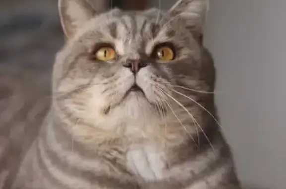 Chat perdu, , photo: Chat mâle gris perdu à Évry-Courcouronnes