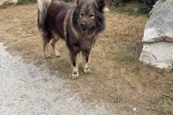Animaux trouvés Ambleteuse, photo: Chien seul sans collier Rue du Fort