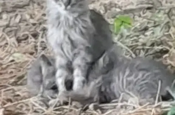 Chat trouvé Jonquières, photo: Chatte grise à poil long trouvée, Jonquières