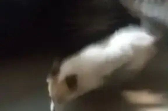 cachorro desaparecida