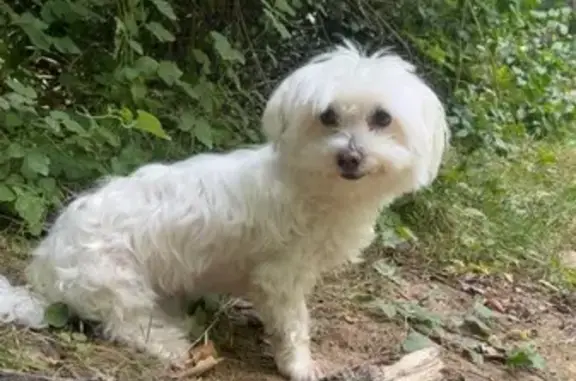 Chienne Coton de Tuléar perdue à Montpellier - photo