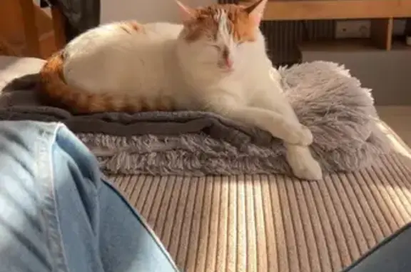 Chat perdu, Winnezeele, photo: Chat perdu : blanc tacheté roux à Winnezeele