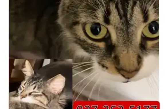 Missing cat Huber Heights, photo: Lost Tabby Cat: Help Find Her in Huber!