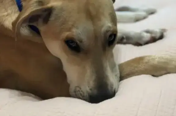 Lost Yellow Lab Mix on Northpointe Blvd