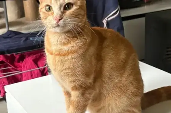 Chat perdu, , photo: Chatte rousse tigrée perdue, Le Mené