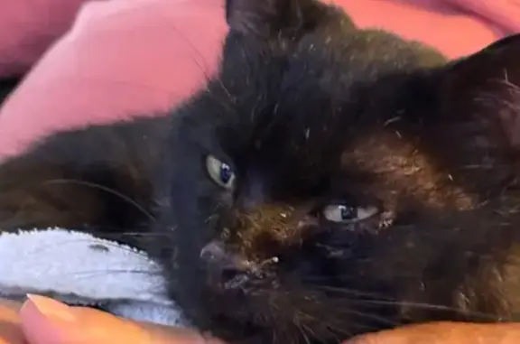 Chat affamé trouvé à Meslay-du-Maine - photo