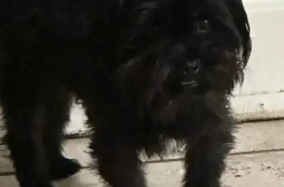 Lost Black Dog with White Chest Patch