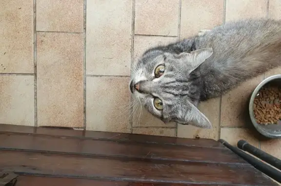 Chat tigré gris squatte jardin à Draveil - photo