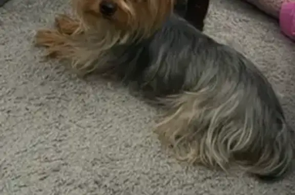 Lost Dog: Pink Collar, South Avalon Ave