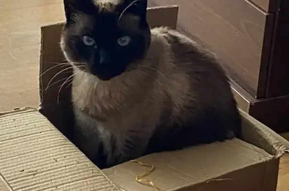 Gatos perdidos, Pontevedra, foto: Se Busca: Gato Siamés Cariñoso en Pontevedra