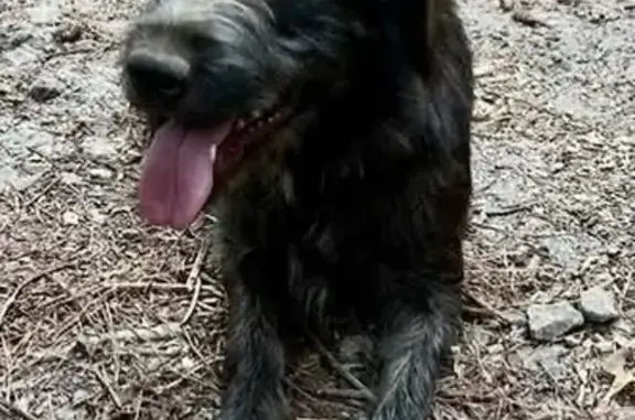 Missing dog Columbia, photo: Help Find Lassie: Lost Near Wescott Acres