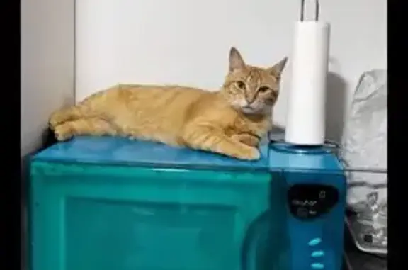 Gatos perdidos, Alcala de Henares, foto: ¡Perdido! Gato Naranja Cariñoso en Alcalá