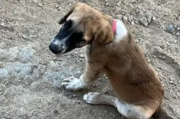 Cachorro de Mastín Perdido en Las Moreras