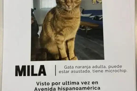 Gatos perdidos, Valdemoro, foto: Gata Naranja Perdida en Valdemoro