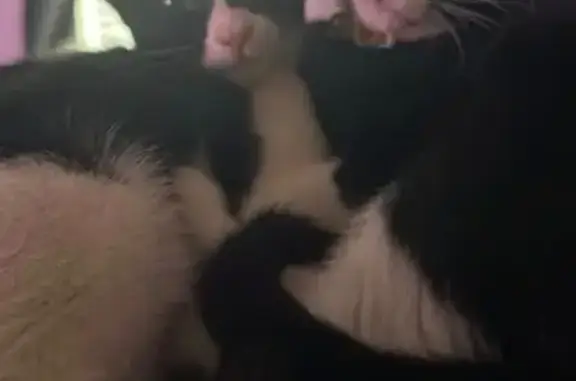 Missing cat Lafayette, photo: Lost Tuxedo Cats Near Ambassador Caffery