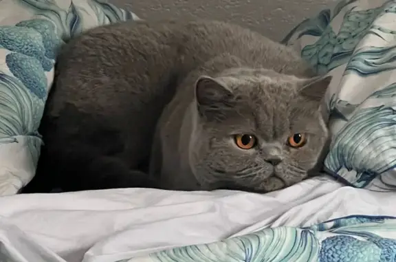 Chat perdu, Olivet, photo: Chatte British Shorthair perdue à Olivet