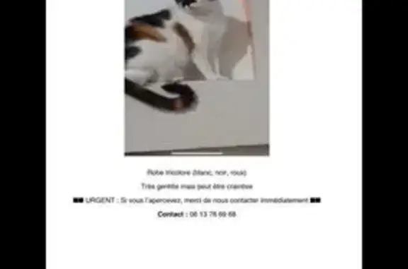 Animaux perdus , photo: Chat perdue à Almayrac, recherches en cours