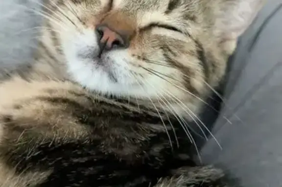 Chat perdu, Besançon, photo: Chaton Européen perdu à Besançon