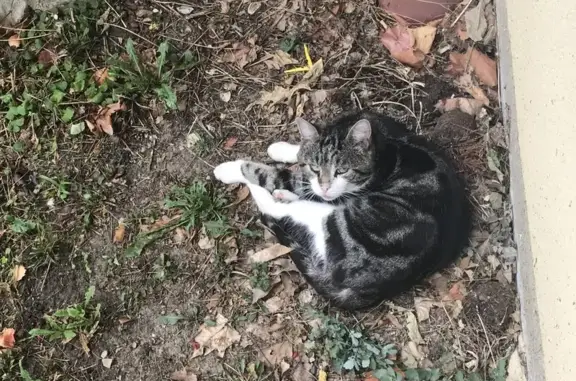 Animaux trouvés Sarrebourg, photo: Chat mâle non castré trouvé à Sarrebourg