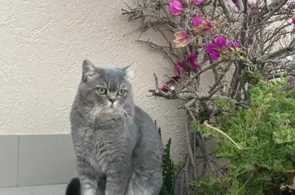 Chat perdu à Mandelieu-la-Napoule - photo