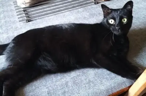 Chat perdu, Falaise, photo: Chatte noire perdue, farouche, rue Brette