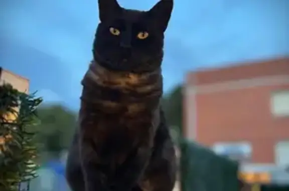 Gato Negro Perdido: Ojos Verdes y Distintivo