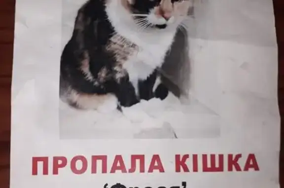 Зникла кішка в Полтаві: пров....