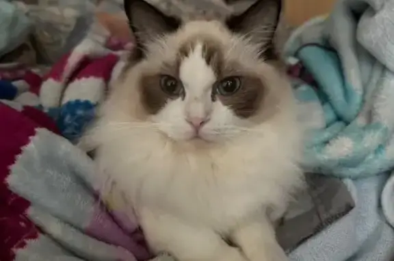 Lost Cat: Blue-Eyed Beauty in Bukit Batok