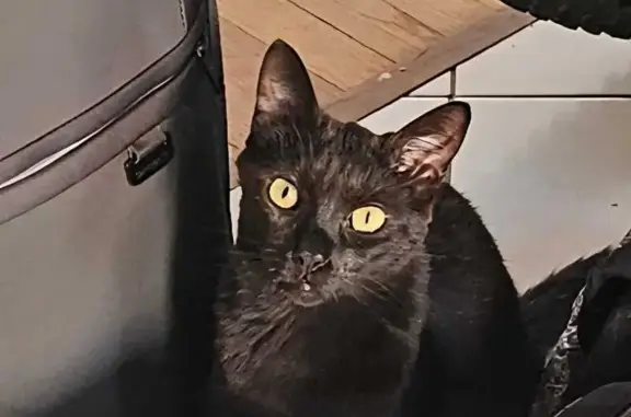 Animaux perdus Capbreton, photo: Chat noir perdu, sociable, Capbreton