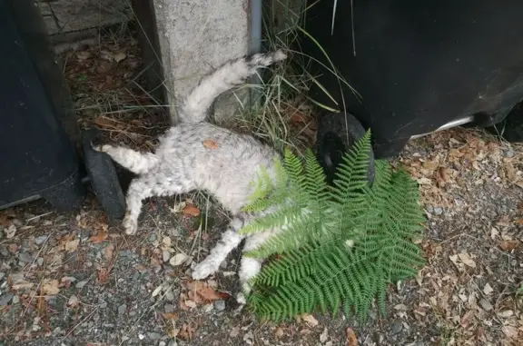 Animaux trouvés Saint-Brevin-les-Pins, photo: Chat gris tigré trouvé à Saint-Brevin