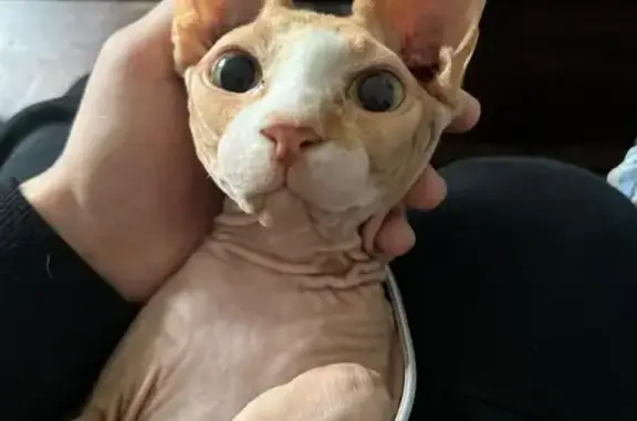 Gatos perdidos, Algeciras, foto: ¡Ayuda a Bill, el gatito perdido! 🐱